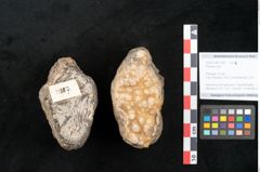 Foto (Objekt + Etikett) von Plantae indet.  (NHMW-GEO-2024-0188-11587)